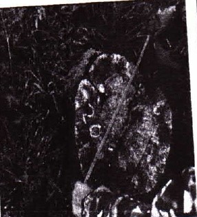 Торги №1661241 Лот №4032035 295 сортиментов древесины породы сосна - торги по банкротству 2